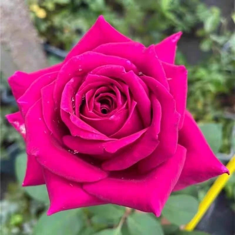 新品弗洛伊德玫瑰花中苗盆栽桃红色大花四季切花月季阳台庭院花卉