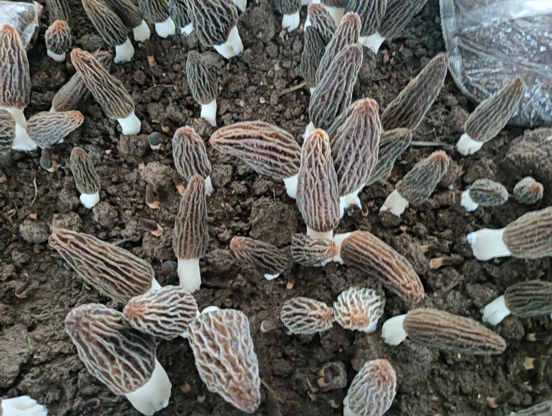 新鲜羊肚菌现摘现发5至8厘米不退货介意慎拍