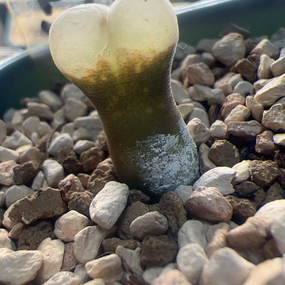 B23两年株微瑕特价 348