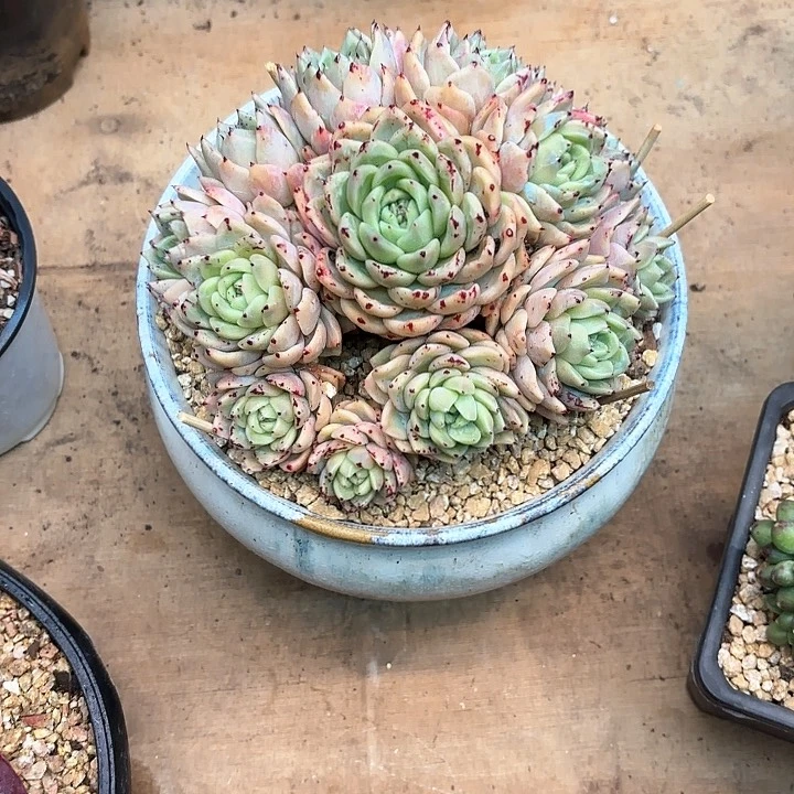 多肉植物，拉赫亚爪