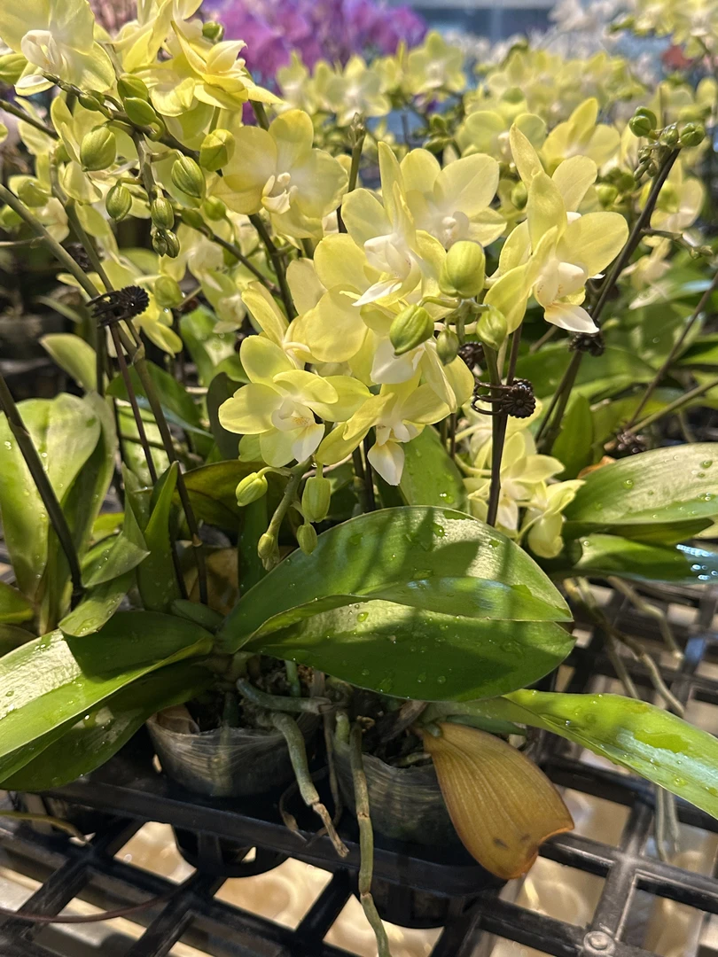 【薄荷糖】蝴蝶兰室内种植观赏送礼带花发货