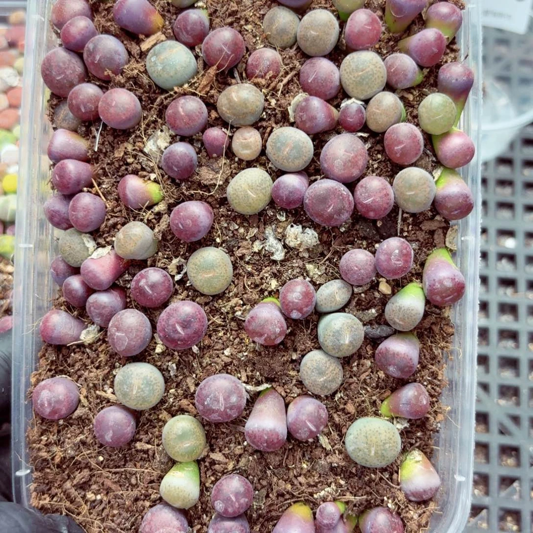 6230—生石花 生石花