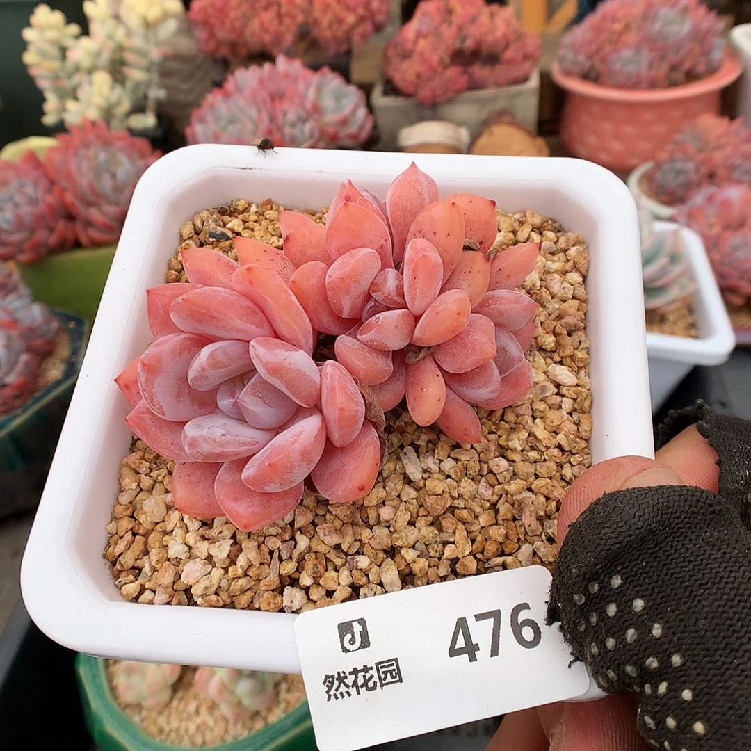 476雪天使多肉植物666