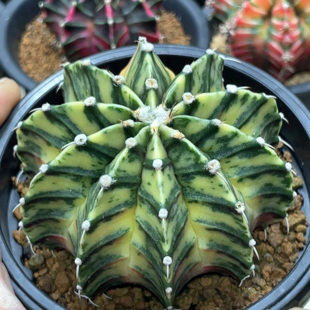 当前无花朵，栽培后可花朵斑马烟花肋骨锦