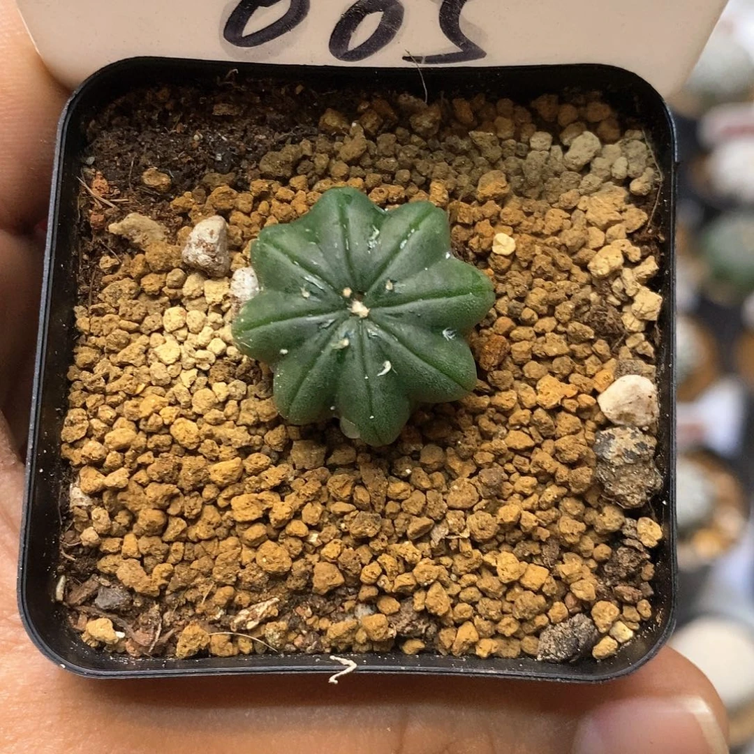 乌***雪005福利特价来了哦亲