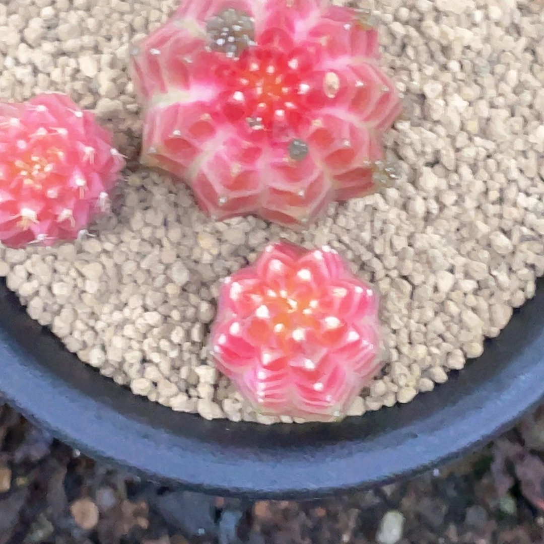 文***文当前无花朵，栽培后可花朵