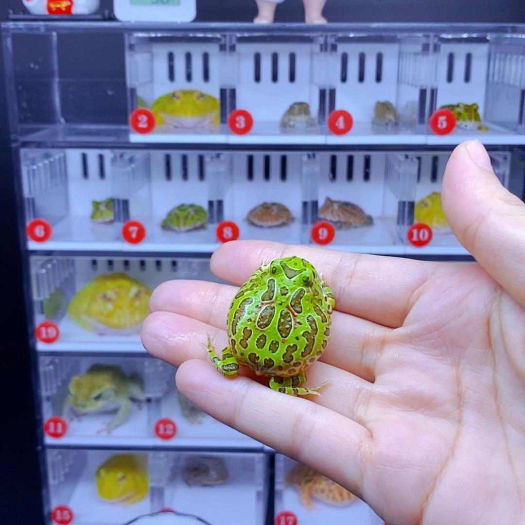 大***皮角蛙角蛙3-10cm闪购专享链接