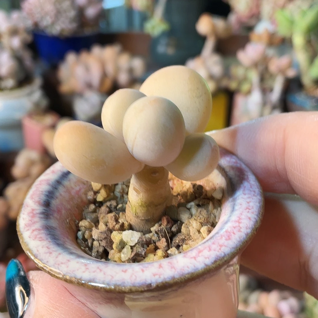 小****多肉植物的生长发育和生长发育