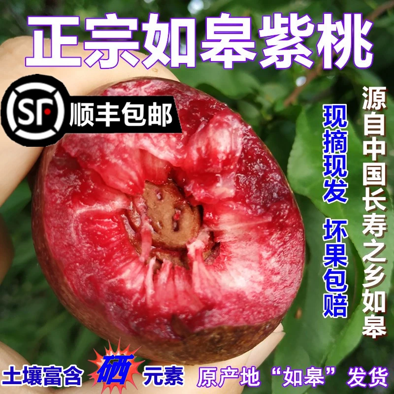 如皋紫桃 (晚桃没有早的好)离核油桃应季酸甜口感桃子新鲜