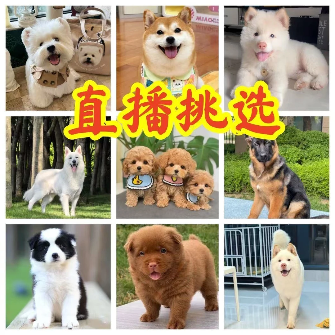 直播间挑选萨摩耶金毛德牧杜宾卡斯罗比熊犬边牧拉不拉多幼犬活体