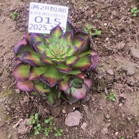 张*丫2.14-15海王七彩多肉植物