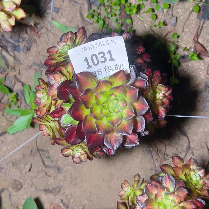 @*何1031无根海王七彩多肉植物