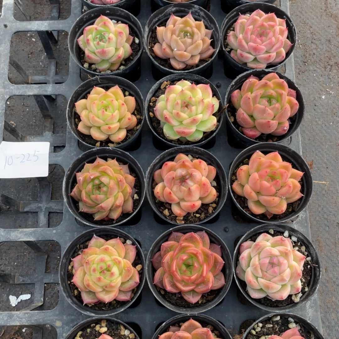 一物一拍18棵10-225