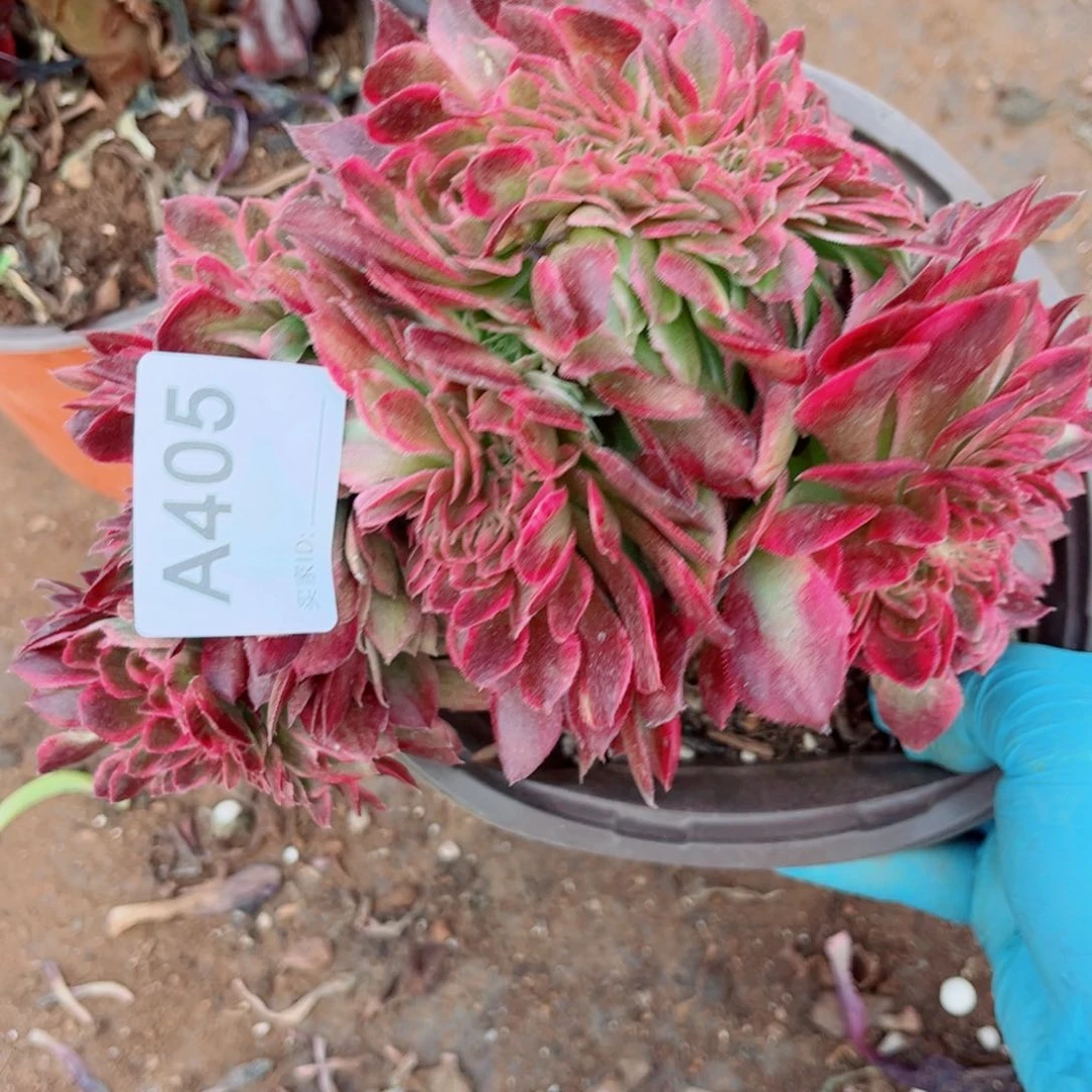 多肉植物405荔枝