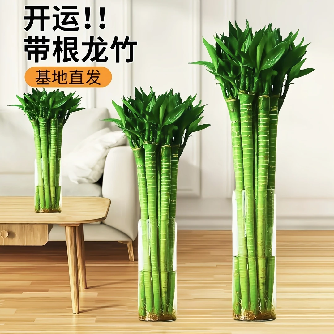 文昌竹龙竹带根4支水养财丁两旺节节高水培植物室内客厅小宝