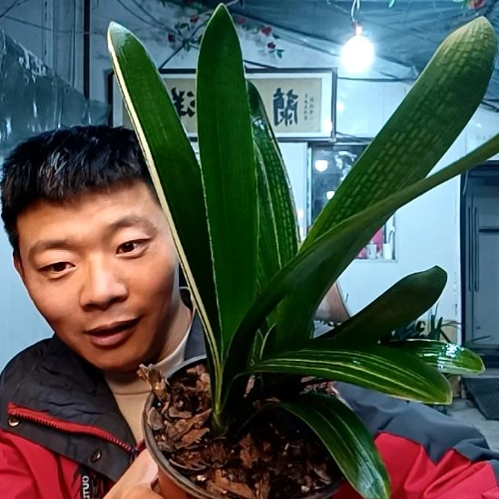 萌哥39一盆！！！！！！！！！
