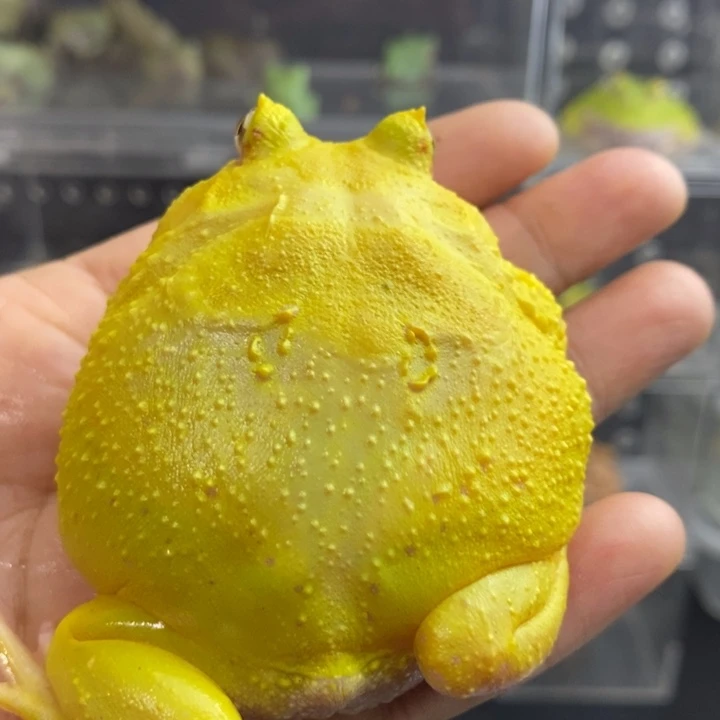角蛙606号超精品顿嘴蛋黄