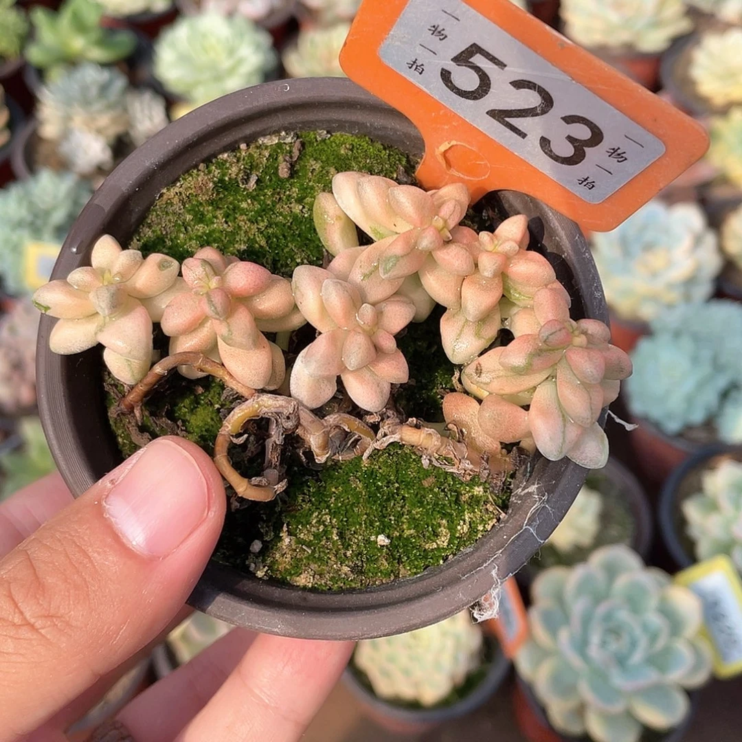 七彩白鹭锦523号多肉