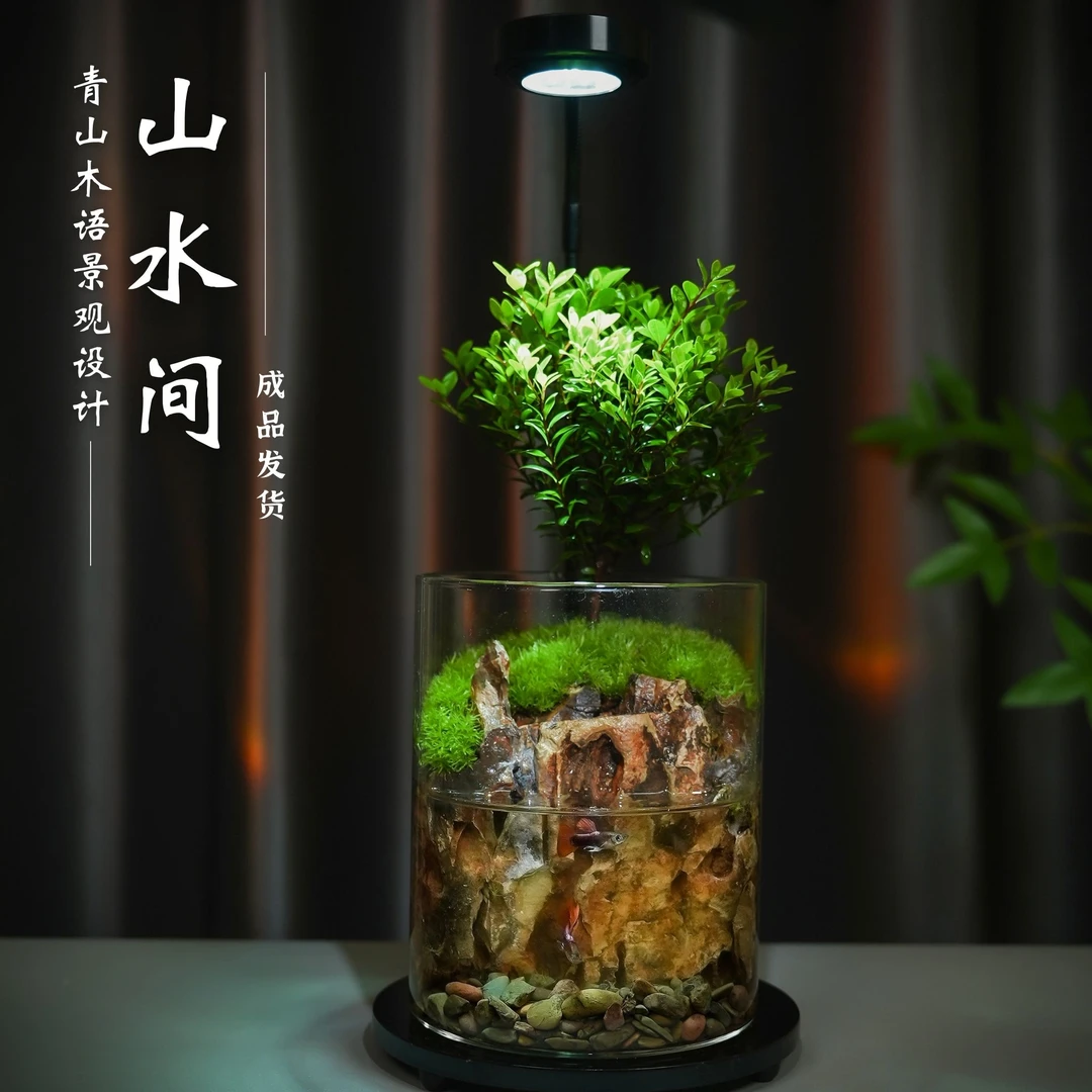 小叶赤楠创意苔藓微景观办公绿植水陆缸造景养鱼桌面玻璃摆件礼品