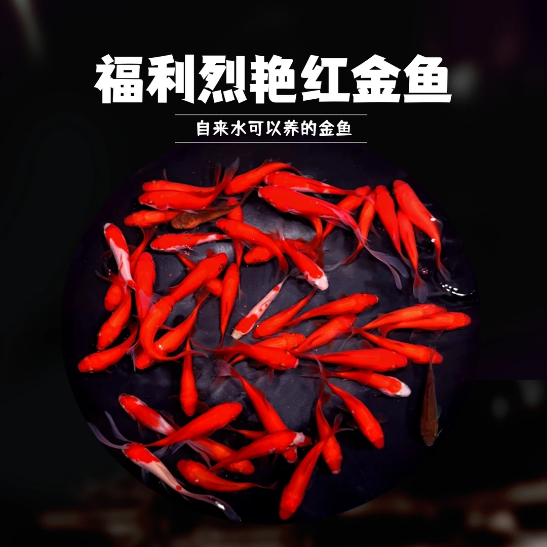 福利烈焰金鱼5-7厘米25条耐活金鱼观赏鱼冷水鱼淡水鱼混养热带鱼