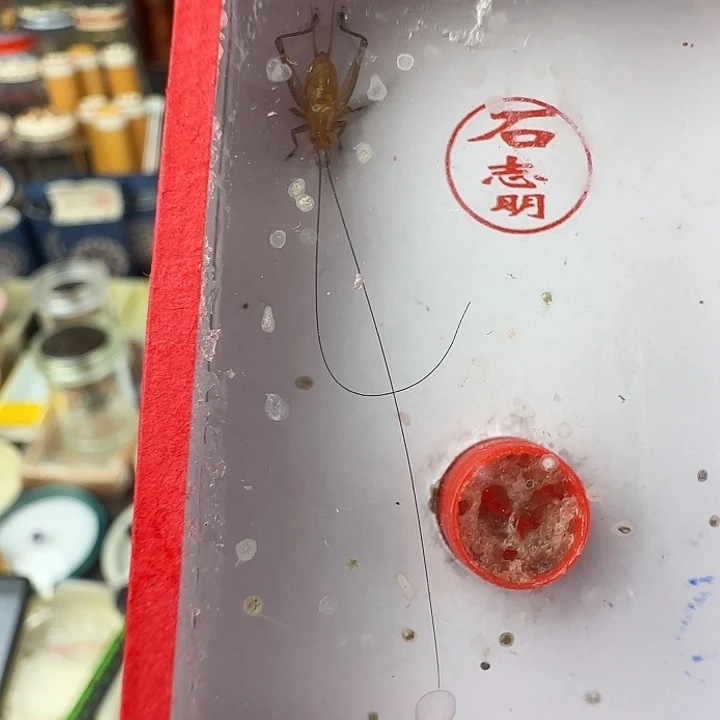 蟋蟀石志明大黄蛉一只………………