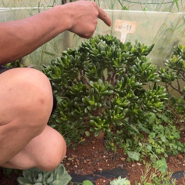 招财猫0-51多肉植物