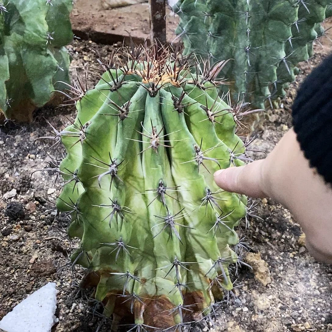 習***_锦球6号。