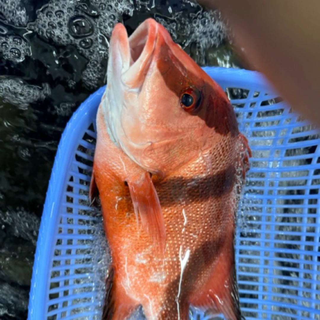 海钓野生三刀 清蒸香煎 香味浓郁 大口大口肉