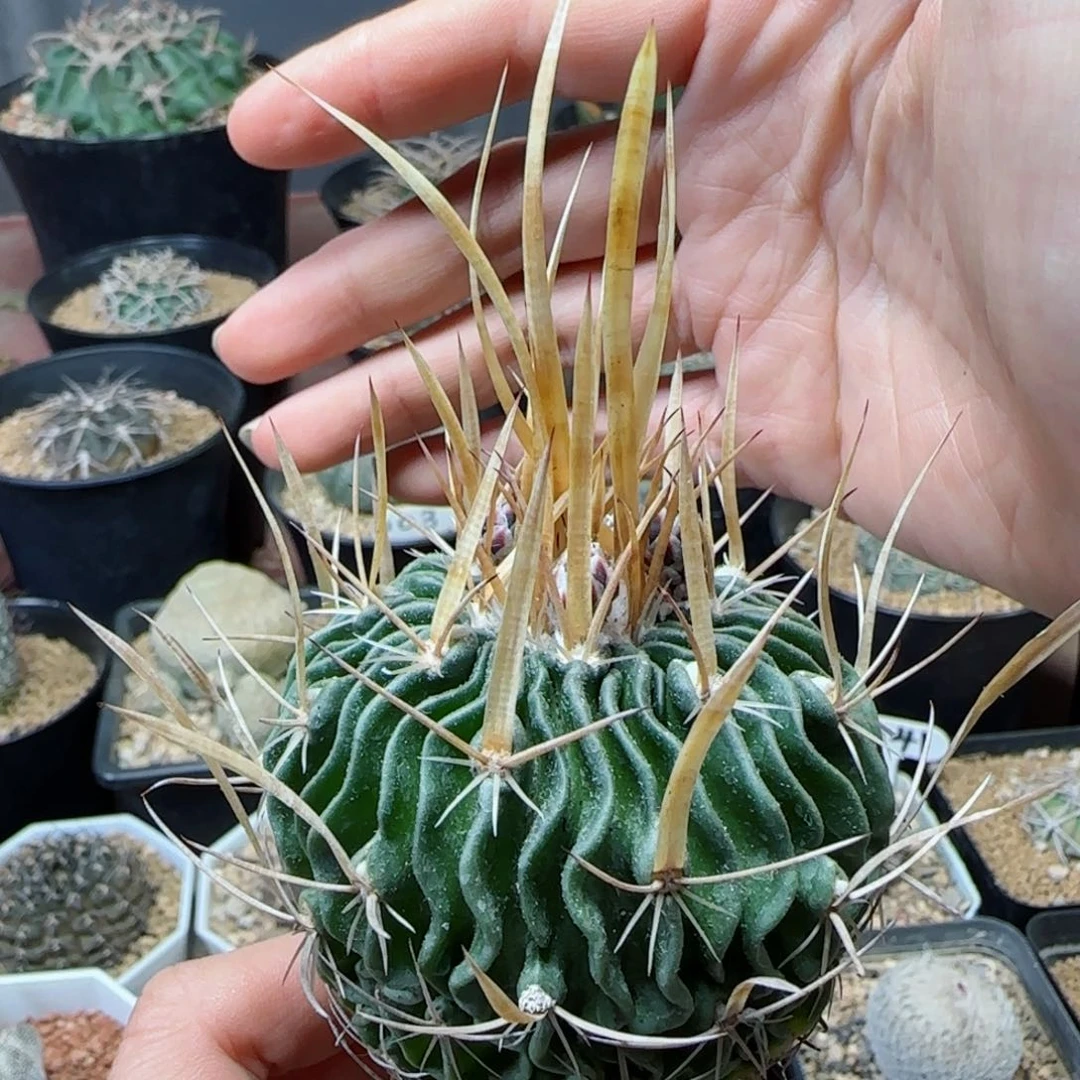 实生喷泉刺振武玉多肉