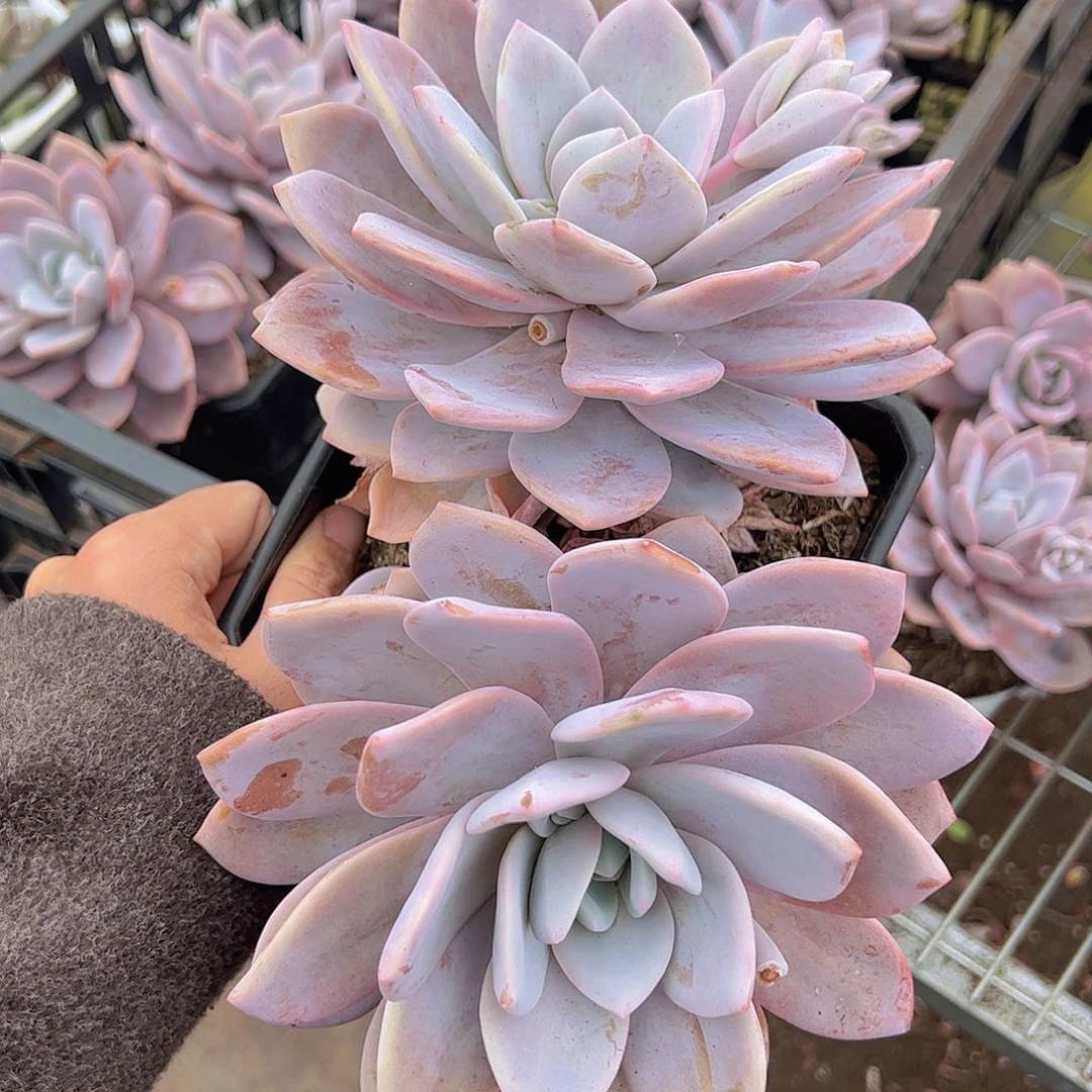 红茶双头起发大盆老桩