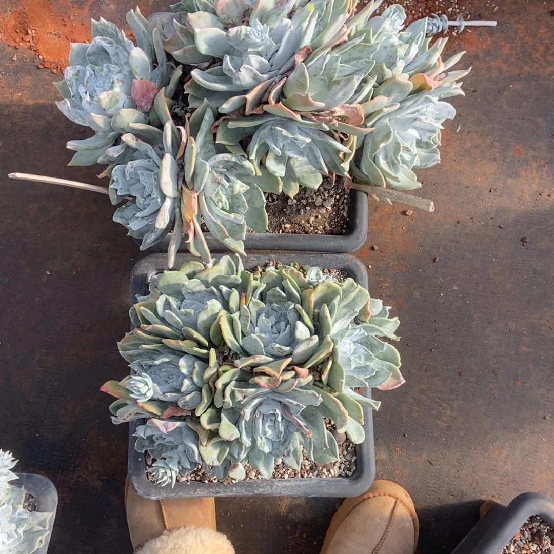 荀***少浦西两颗啦啦啦啦啦啦