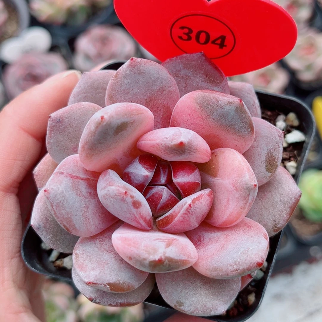 304号新品珍妮单头