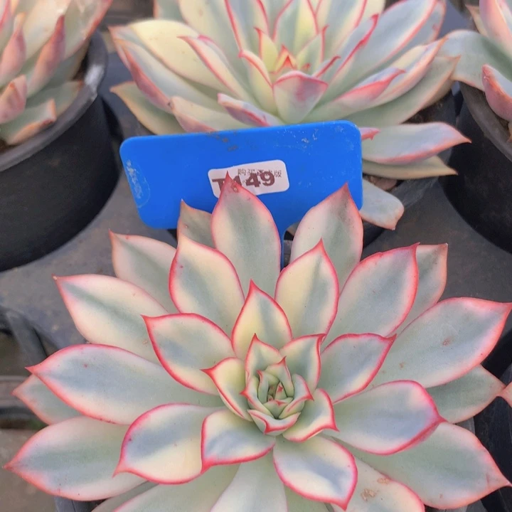 t149月光女神锦单头