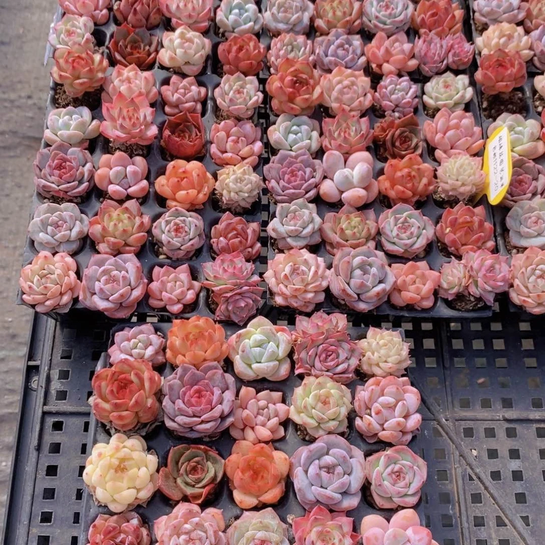 1122-20-新手美肉套餐20颗