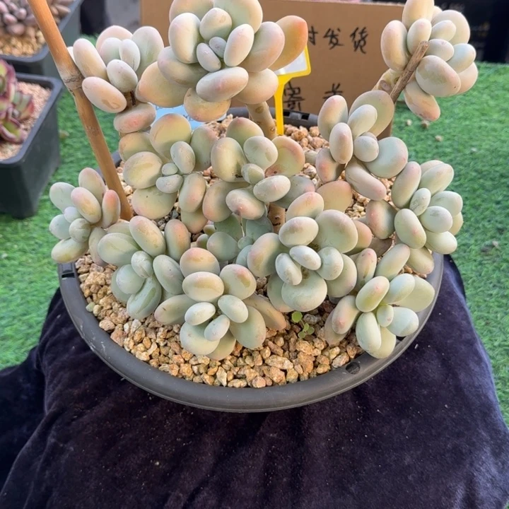 多肉植物大叶奶群987