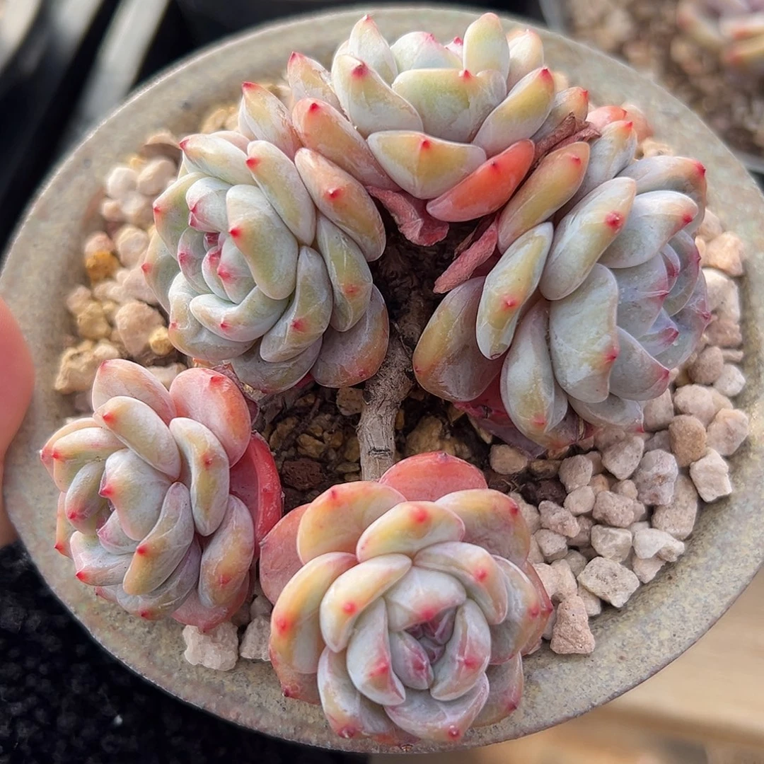 5头短肥圆自然群哈哈