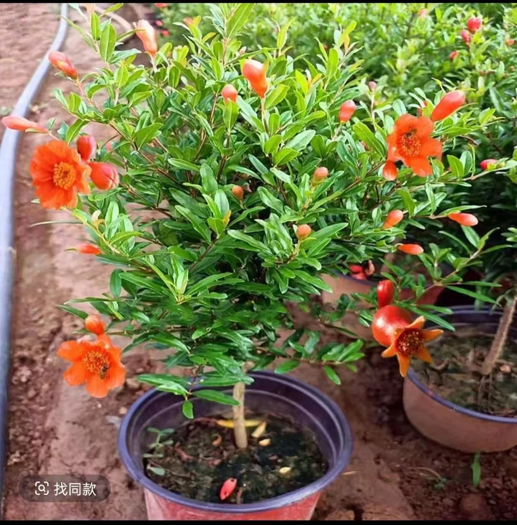 红灯笼花石榴花耐热四季常青盆栽地栽庭院阳台办公室开花花卉绿植