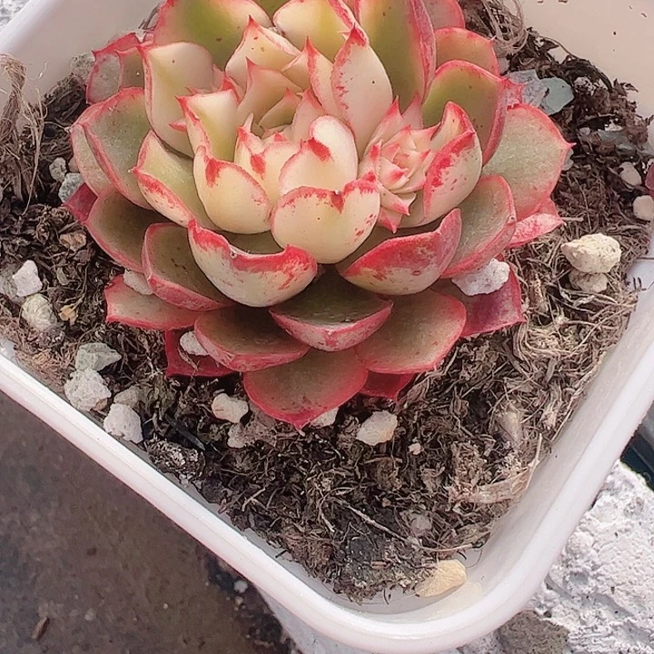 呵*多肉植物多肉植物