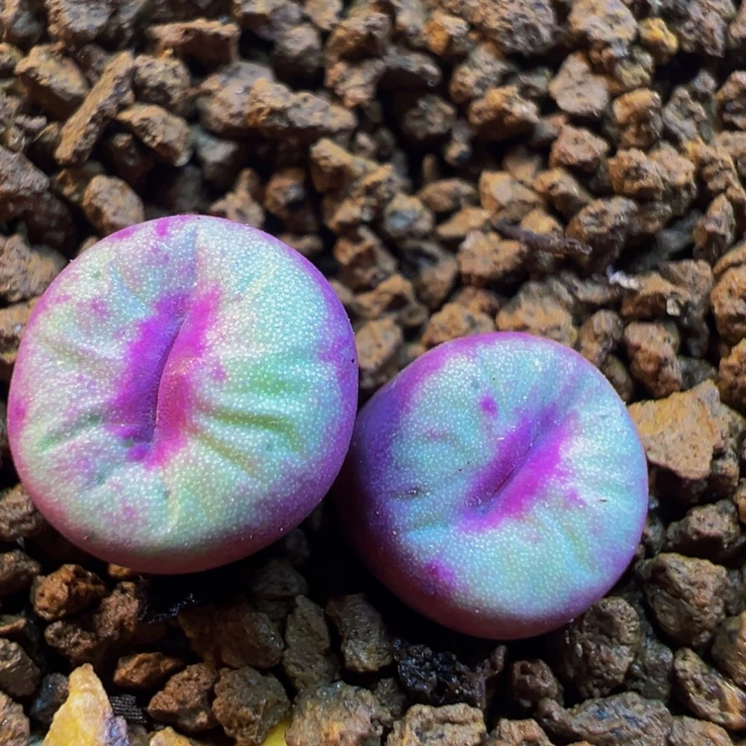 芭比嘴群多肉带盆