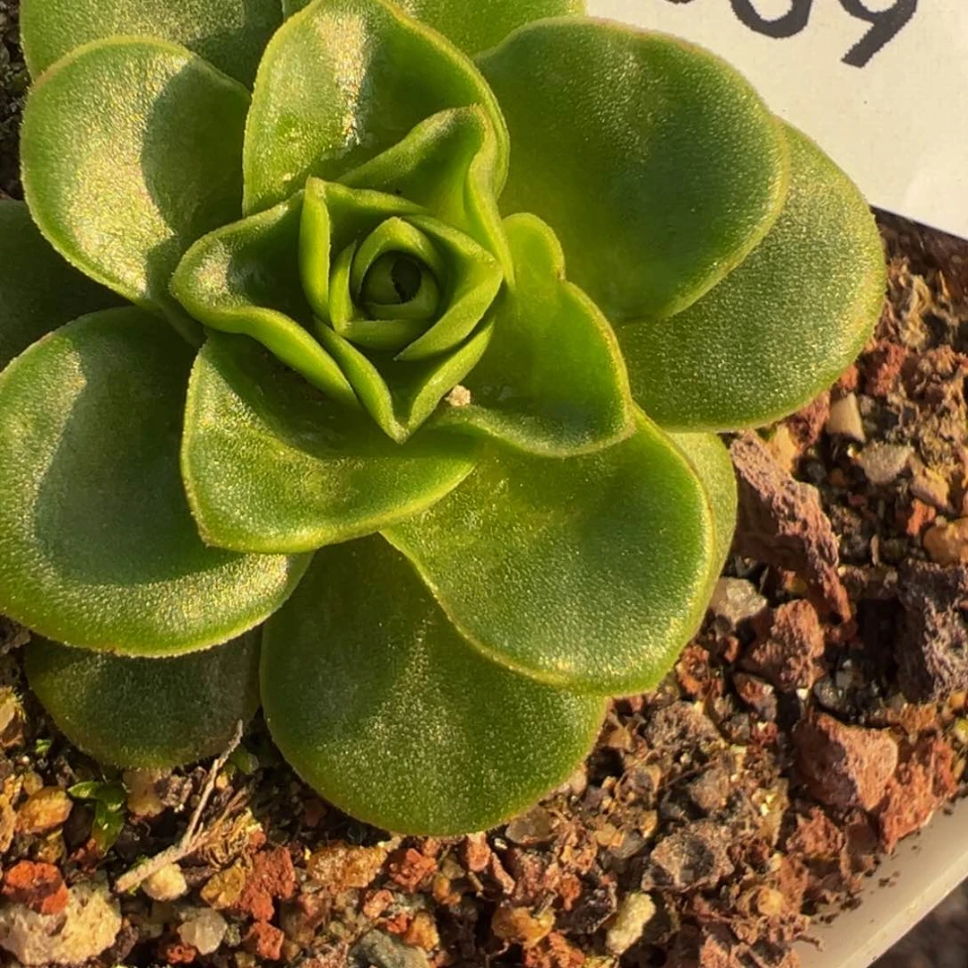 ?****?HR839蕾丝me X若初问尘各种