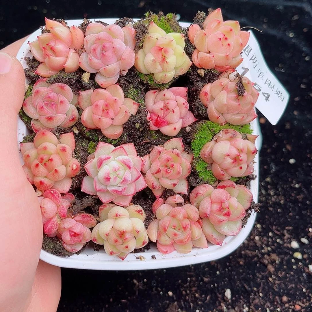 1-54 新疆西藏内蒙不发 12.8包邮