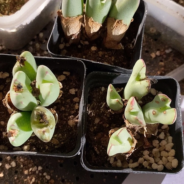 31362。   一盒将。