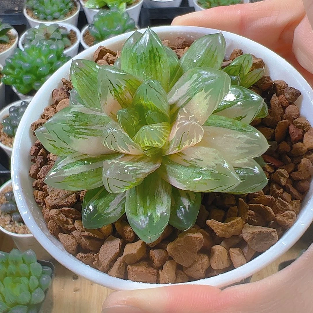 花火玉露锦多肉多肉1