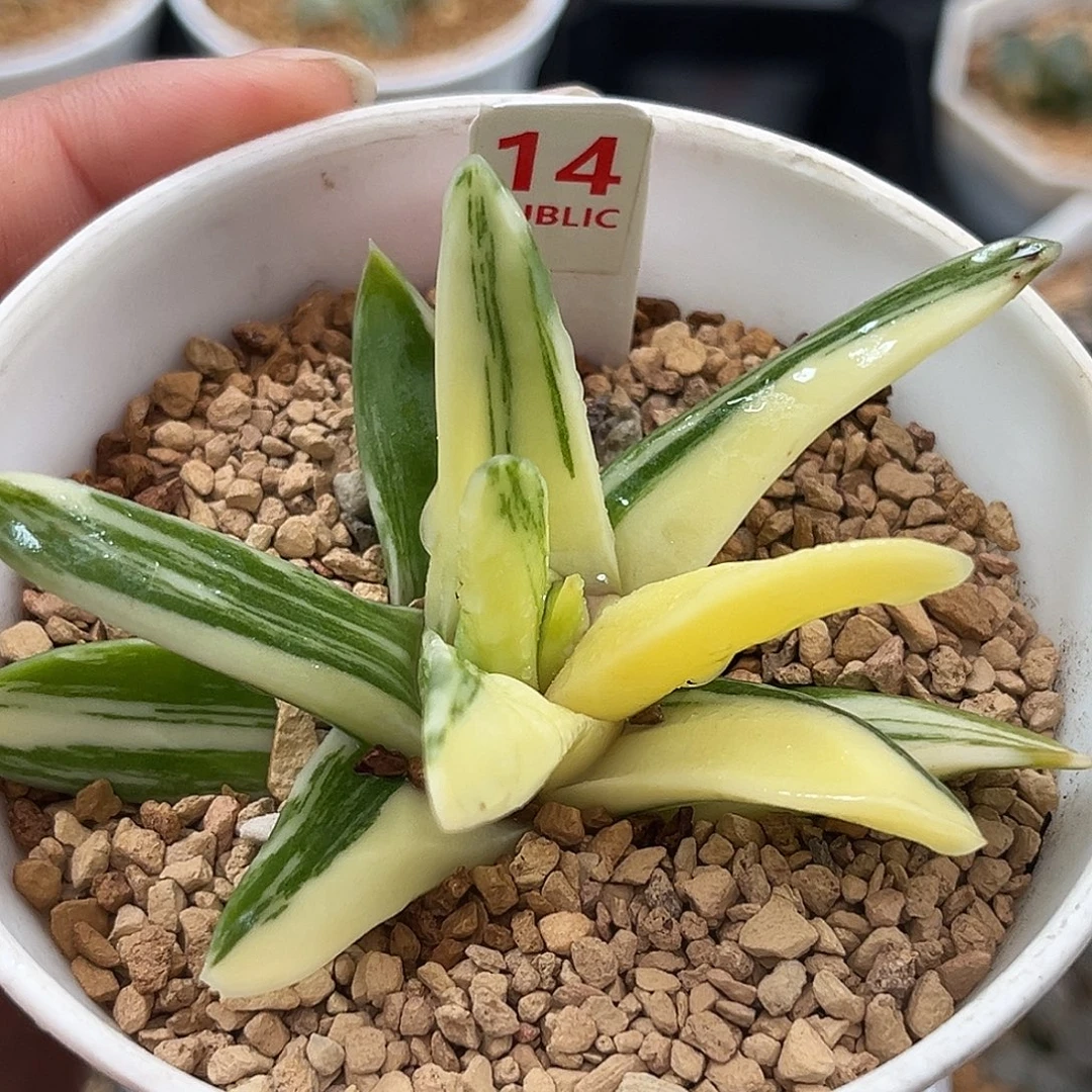 14硬叶瑞鹤一物一图