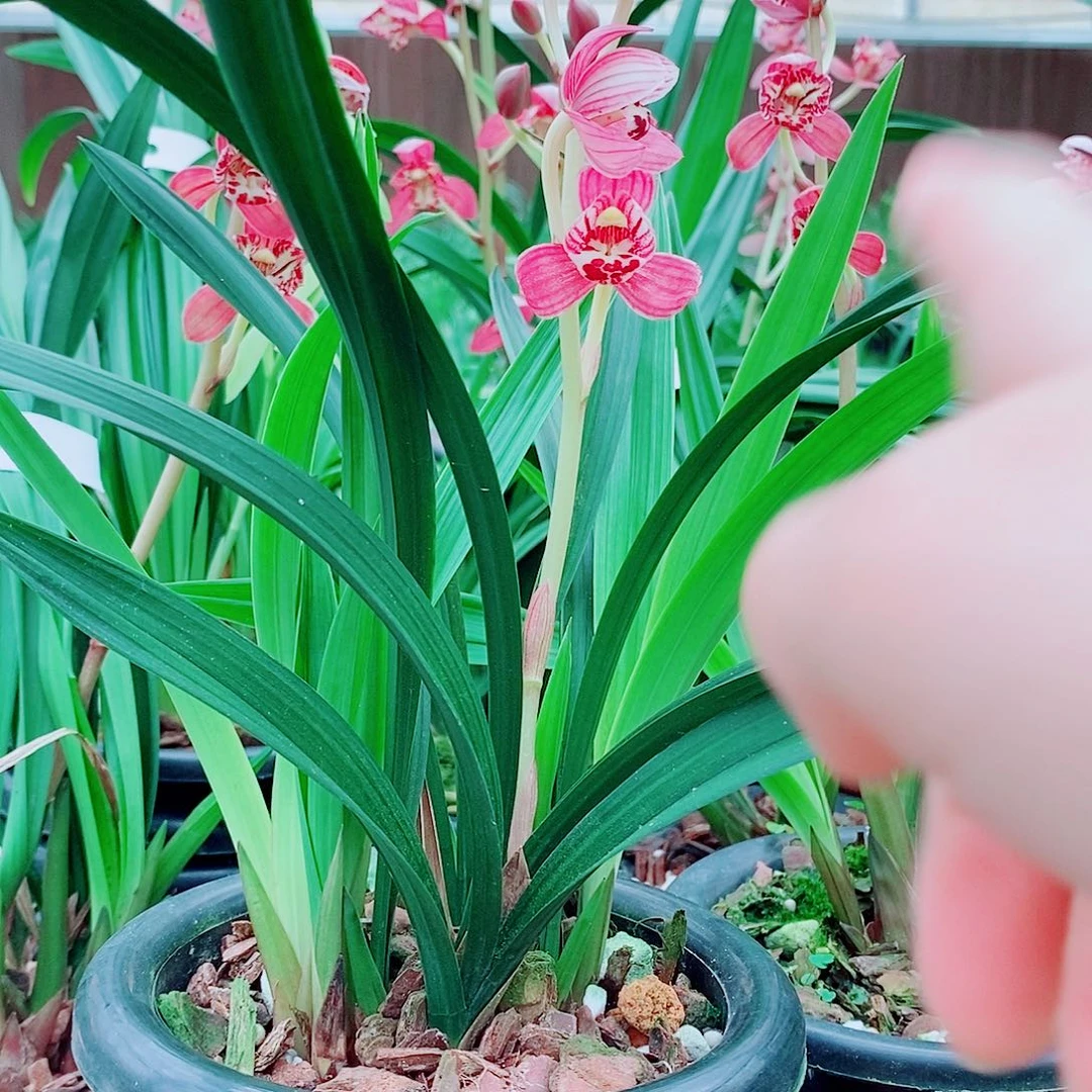 陈***五全部花苞一物一拍漂亮开花