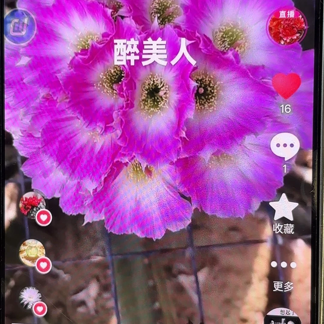醉美人侧牙20包邮仙人球20