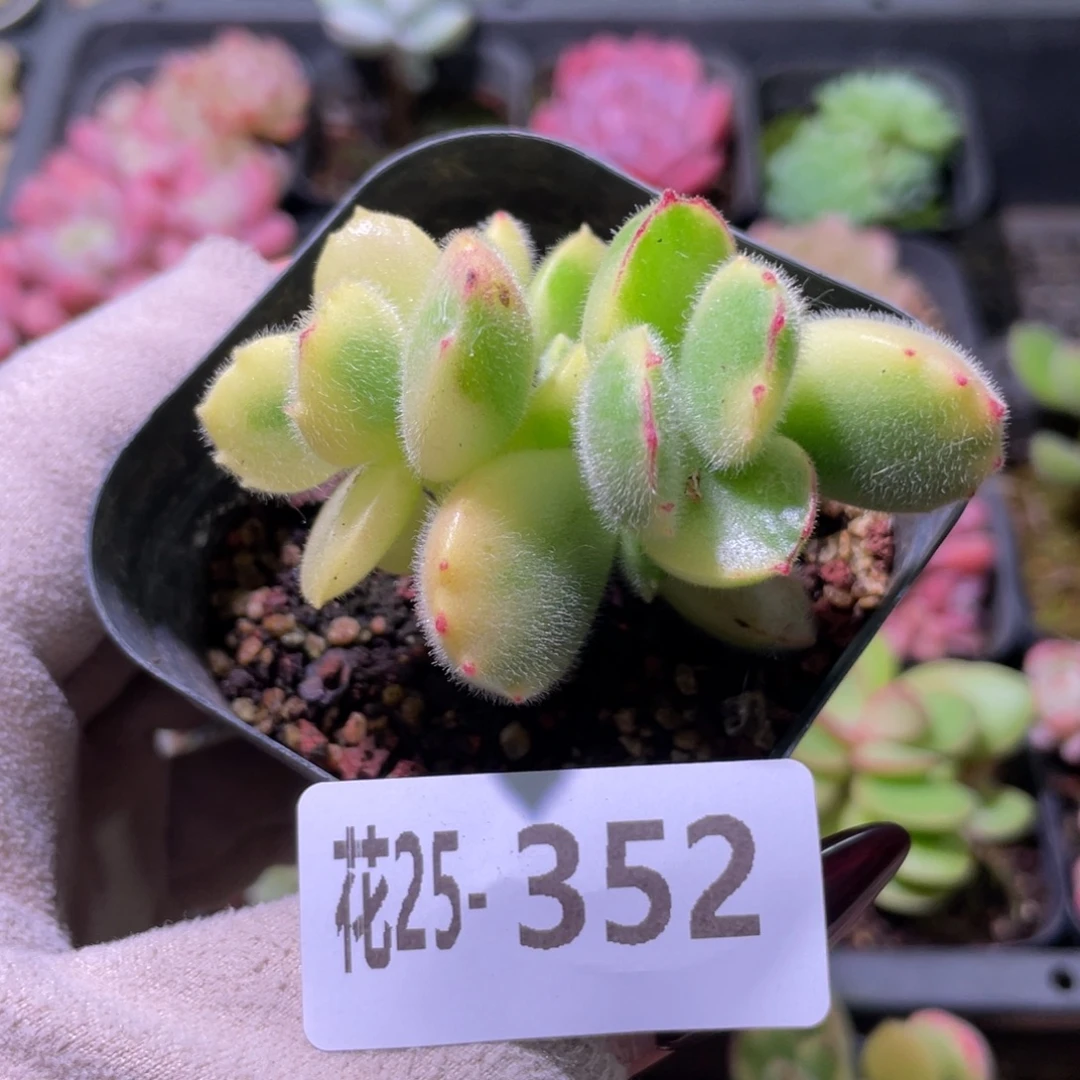 花利美25-352彩熊 不售后