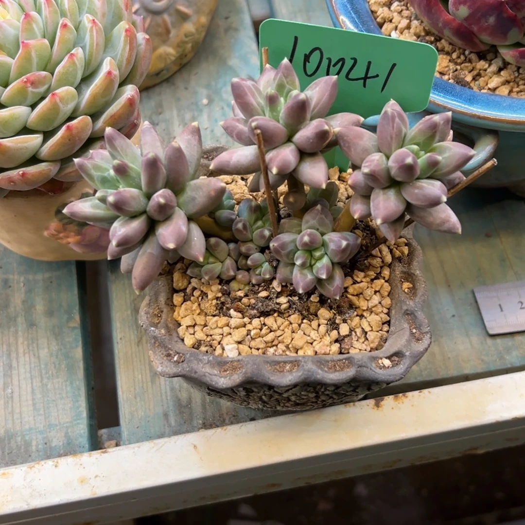 花***～伊卡鲁斯10841号一物一拍