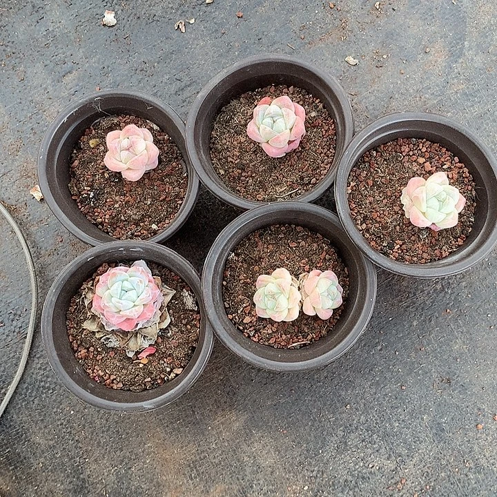 赵赵豆子哈哈哈哈哈哈