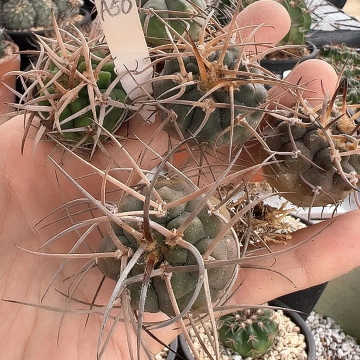 馒***点仙人球 裸萼福利套餐A50